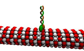 Artist concept of kinesin on microtubules